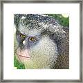 Mona Monkey Framed Print