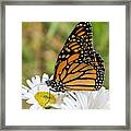 Monarch And Daisies Framed Print