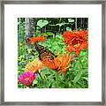 Monarch And Zinnia 3 Framed Print