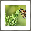 Monarch At The Marsh Framed Print