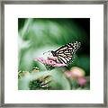 Monarch Butterfly In Colorful Flower Framed Print