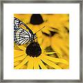 Monarch Butterfly On Black-eyed Susan Framed Print