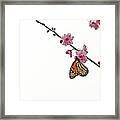 Monarch Butterfly On Cherry Blossom Framed Print