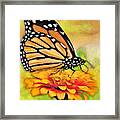 Monarch Butterfly On Flower Framed Print