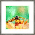 Monarch Butterfly Takeoff Framed Print