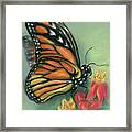 Monarch Butterfly With Milkweed Flowers Framed Print