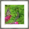 Monarch In The Garden Framed Print