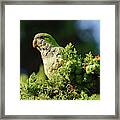 Monk Parakeet Perched On A Tree Framed Print