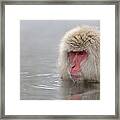 Monkey In In The Tub Framed Print