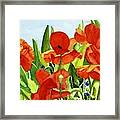Monticello Poppies Framed Print