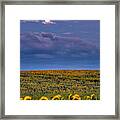 Moon Flowers Framed Print