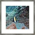 Moorish Idol Framed Print