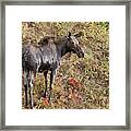 Moose A Drippin Framed Print