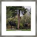Moose In My Back Yard Framed Print