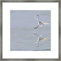 Morning Dance #4 Framed Print