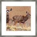Morning Deer Herd Framed Print