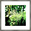 Morning Joy Framed Print