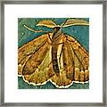 - Morning Moth Framed Print