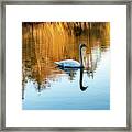 Morning Swan Framed Print