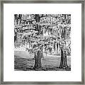 Moss Laden Trees 4132 Framed Print