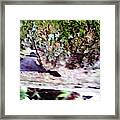 Moss,yeast,lichen  On A Native Tree Framed Print