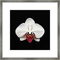 Moth Orchid Against Black Background Framed Print