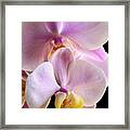 Moth Orchids Sitting Near The Window Framed Print