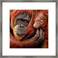 Mother And Baby Framed Print