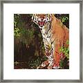 Mother And Baby Ii, Tigers Framed Print