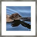Mother And Baby Framed Print