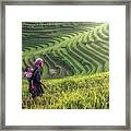 Mother And Child Hmong, Working At Rice Framed Print