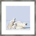 Mother Polar Bear With Cubs, Canada Framed Print