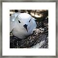 Mother White Tern Framed Print