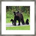 Mother With Cubs #2 Framed Print