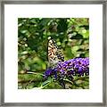 Admiral Butterfly 2 Framed Print