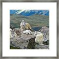 Mountain Goats In The Rocky Mountains Framed Print
