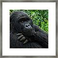 Mountain Gorilla Silverback Framed Print