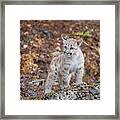 Mountain Lion Cub - 7038 By Tl Wilson Photography Framed Print
