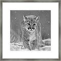 Mountain Lion Cub In Snow Framed Print