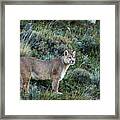 Mountain Lion In Torres Del Paine Framed Print
