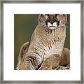 Mountain Lion Or Cougar, Felis Framed Print