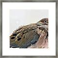 Mourning Dove In Winter Framed Print