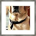 Labrador Dog Framed Print