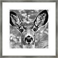 Mule Deer #1 Framed Print