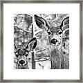 Mule Deer #2 Framed Print