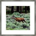 Mule Deer Walking Through Field Framed Print