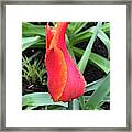 Multicolored Tulip Framed Print