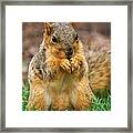 Munching Cute Fox Squirrel Framed Print