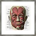 Muscles Of The Human Face Framed Print