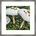 Mushroom Quartet Framed Print